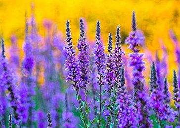 《吸血鬼：避世血族-绝唱》Steam页面上线 5月18日发售