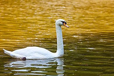 《战锤40K：星际战士2》“打造自己的游玩风格”预告 9月9日发售